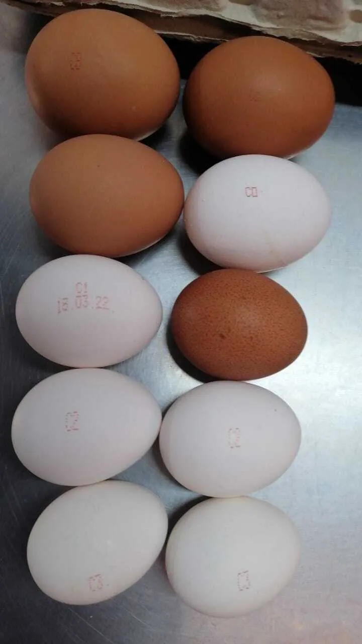 фотография продукта Яйцо куриное от производителя 